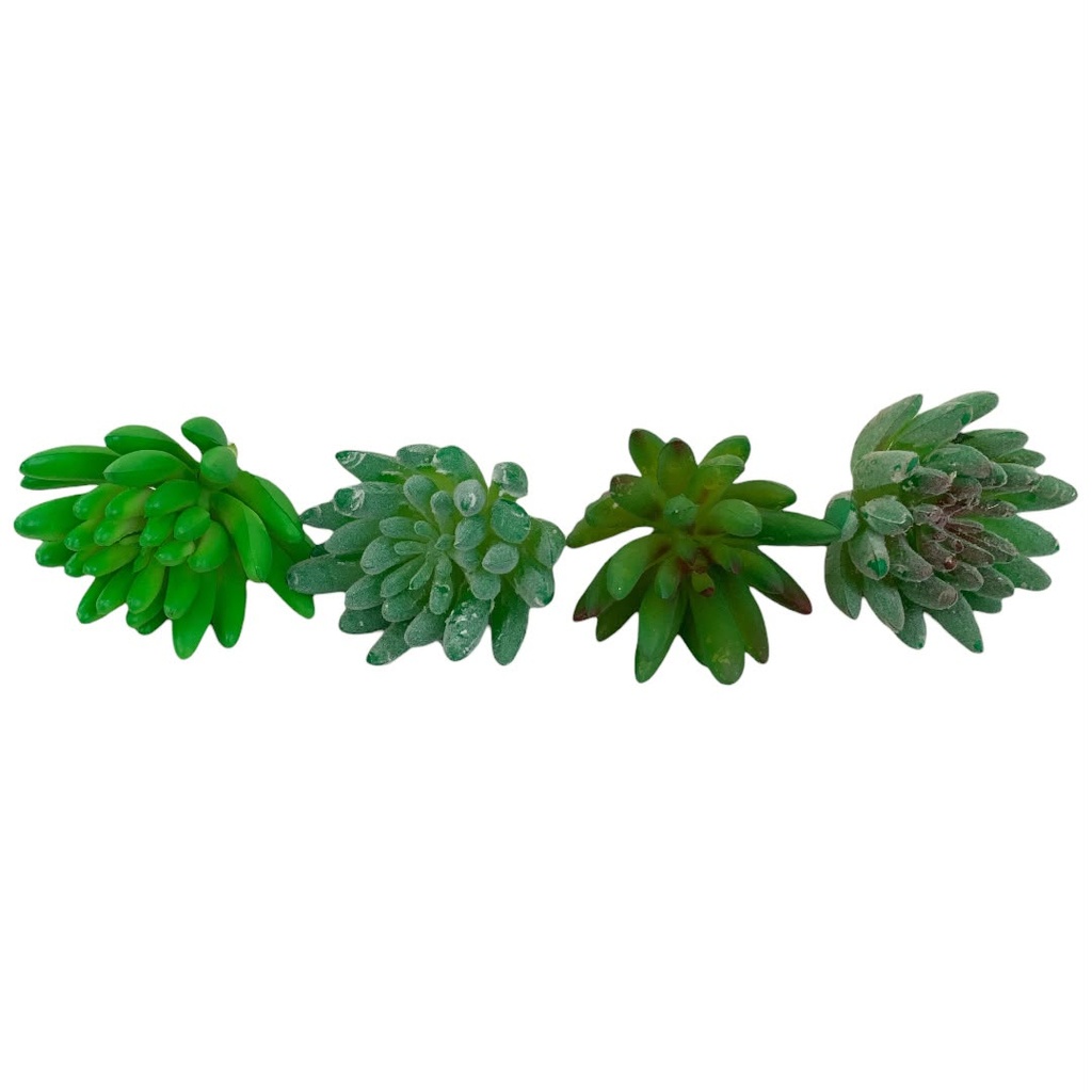 SUCULENTAS Y CACTUS
