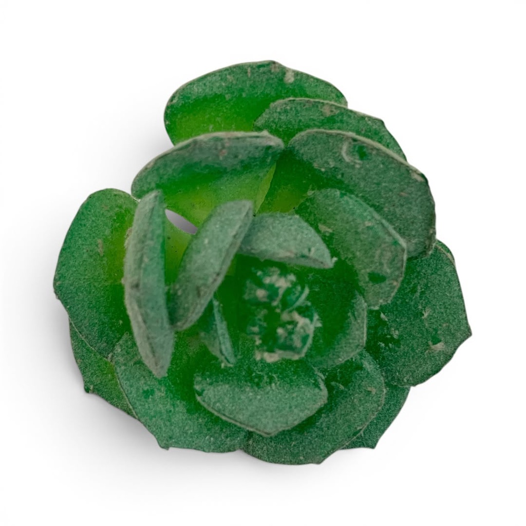 SUCULENTAS Y CACTUS