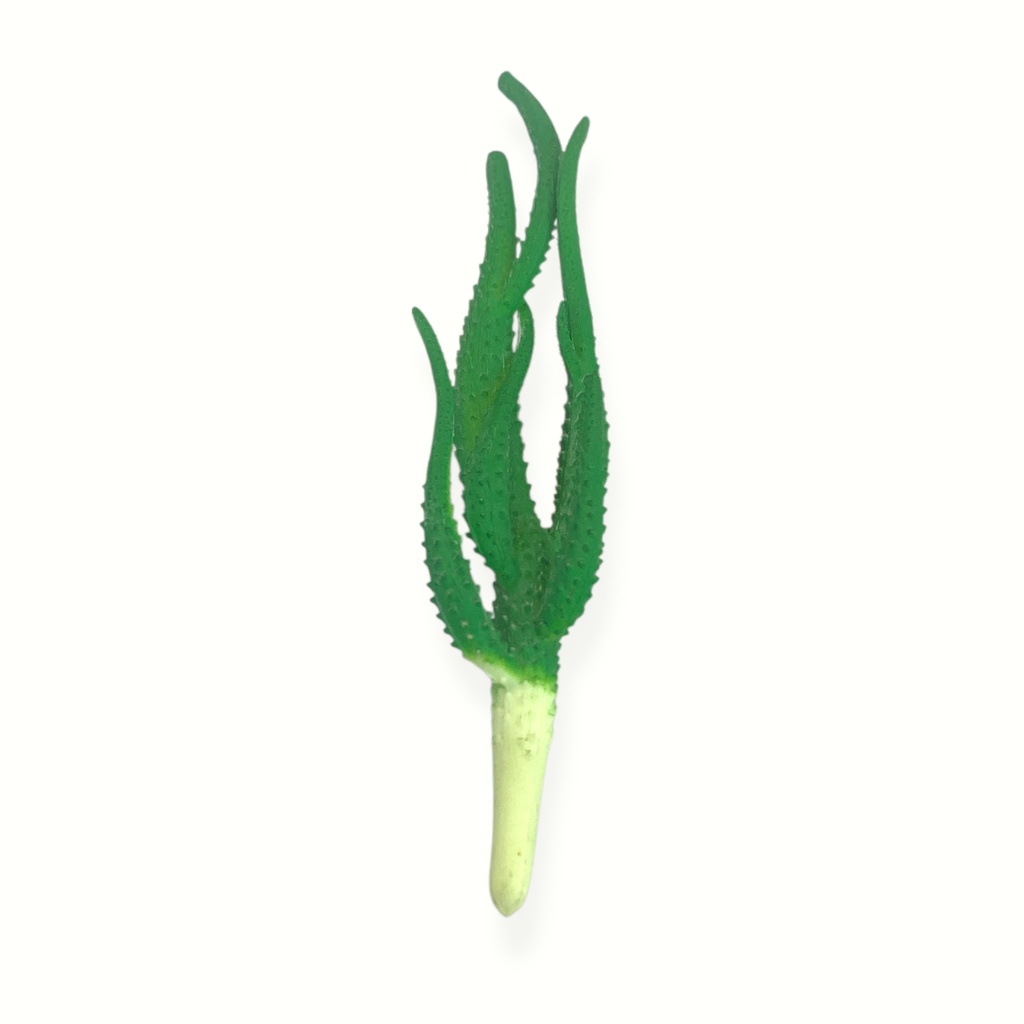 SUCULENTAS Y CACTUS