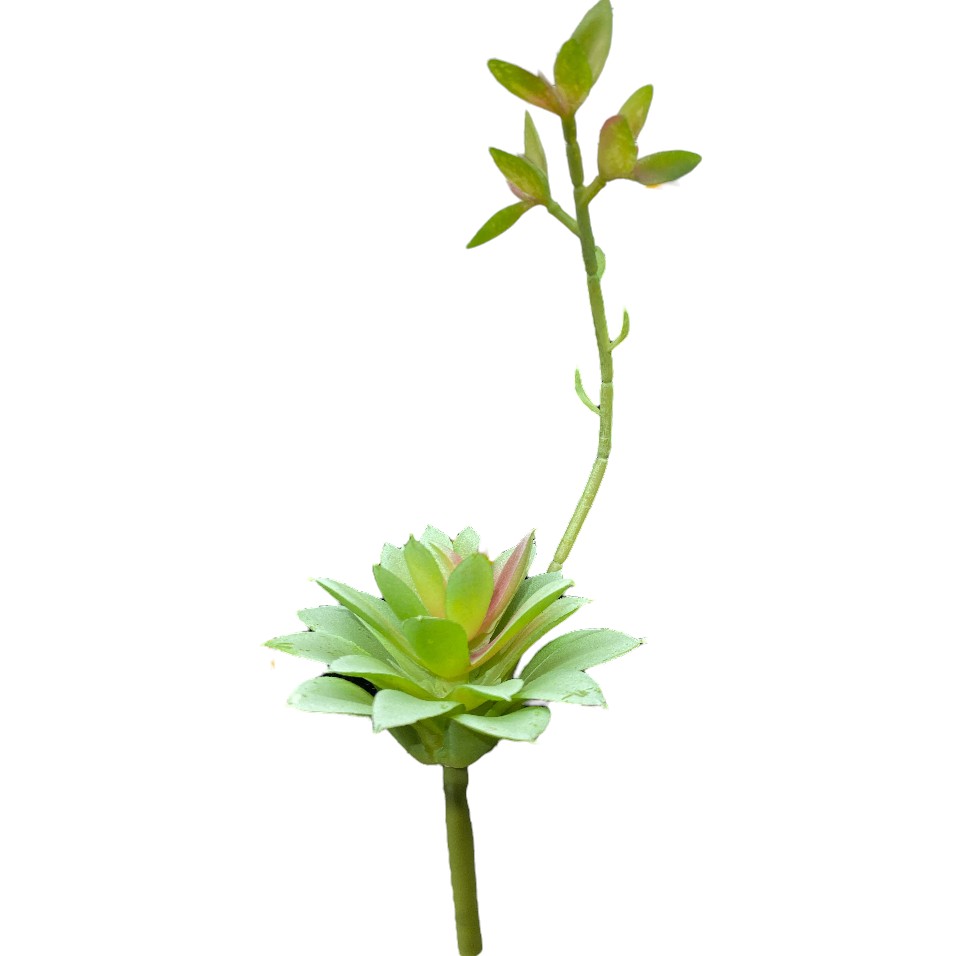 SUCULENTA 15CM