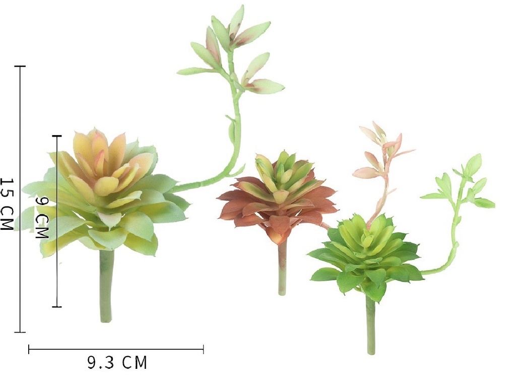 SUCULENTA 15CM
