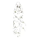 RAMA CONCHAS Y PERLAS NACARADAS 150CM