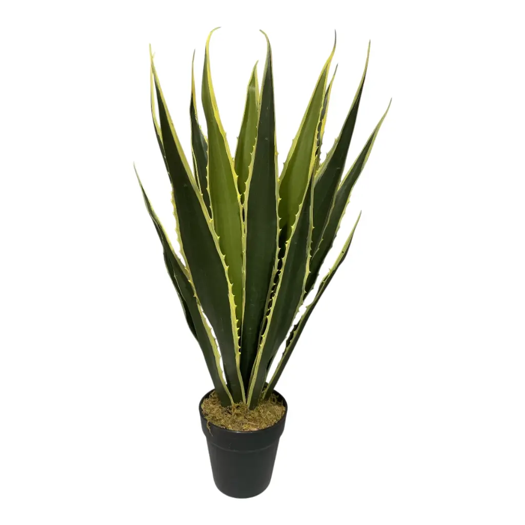 PLATA YUCCA 70CM CON MACETA