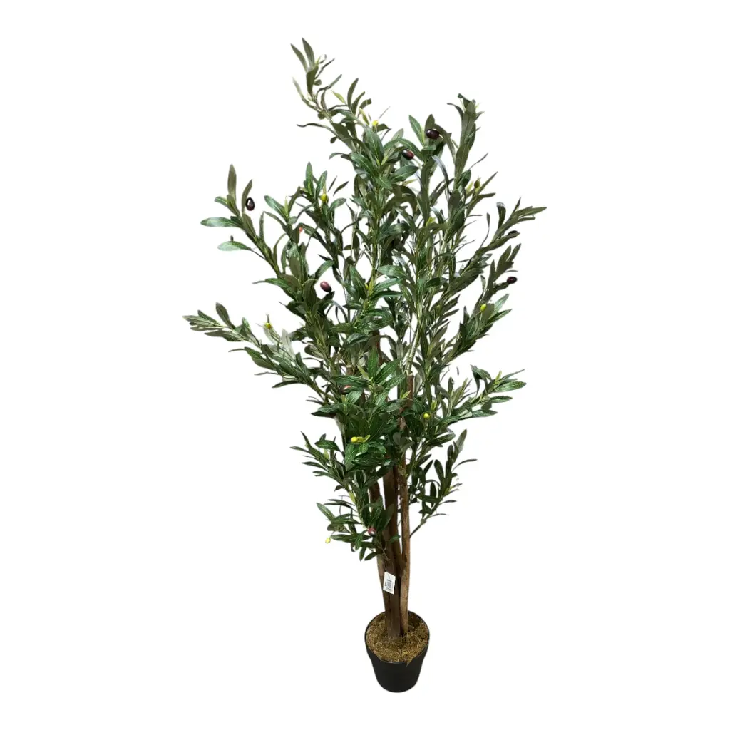 PLANTA DE OLIVO 150CM CON MACETA