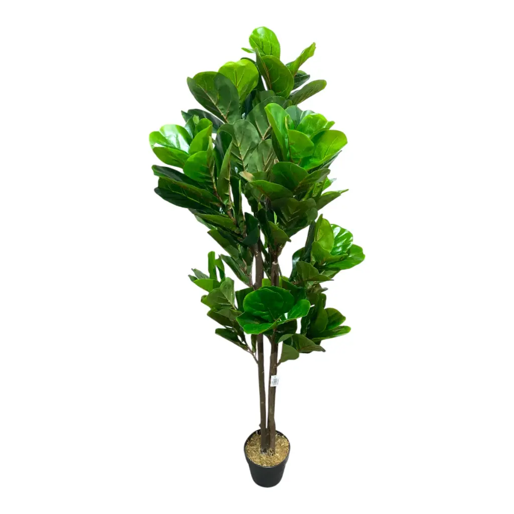 FICUS 150CM CON MACETA