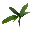 HOJA DE ORQUIDEA PEQUEÑA 25X8CM