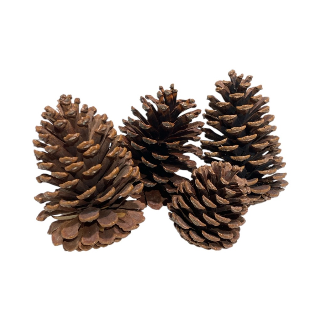 Piñas de pino navideñas en setx4pcs. (Ø9x11cm aprox.) ES29036