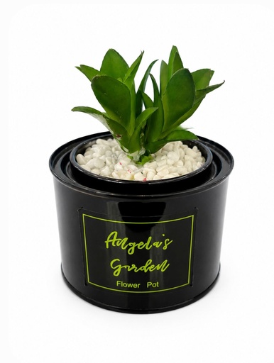 [513774040] CACTUS EN POTE NEGRO 10X7.5CM.
