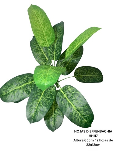 [HH117] HOJA DE DIEFFENBACHIA 65CM*12HOJAS