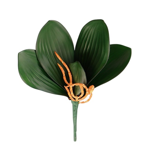 [5131] HOJA DE ORQUIDEA PREMIUM PEQUEÑA 22X7CM 5H