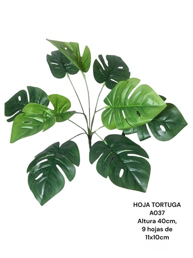 [A037] HOJA DE TORTUGA 40CM *9HOJAS