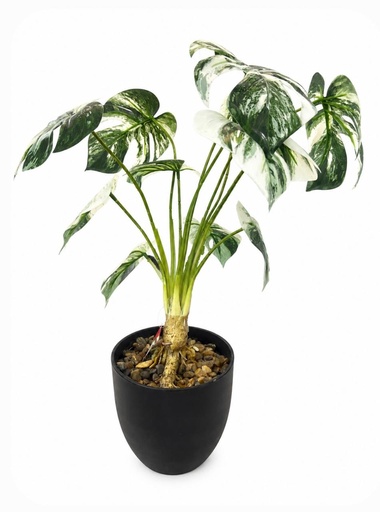 [1702335017409] PLANTA ART. HOJA TORTUGA 55CM