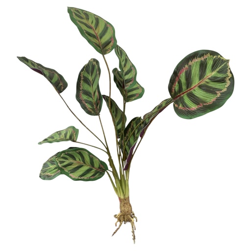 [1702335017454] PLANTA CALATHEA CON RAIZ 55CM