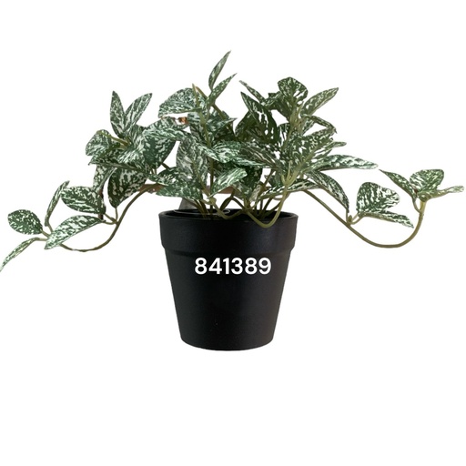 [4894616147756] PLANTA DECORATIVA PEQUEÑA AUCUBA REF:CH06734614