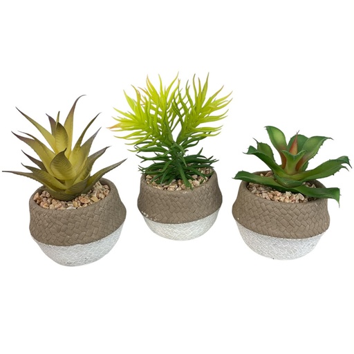 [8679811116556] SUCULENTA CON MACETA CERAMICA 15X10CM