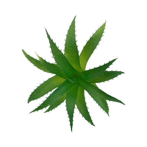 [WX07-16] SUCULENTAS Y CACTUS