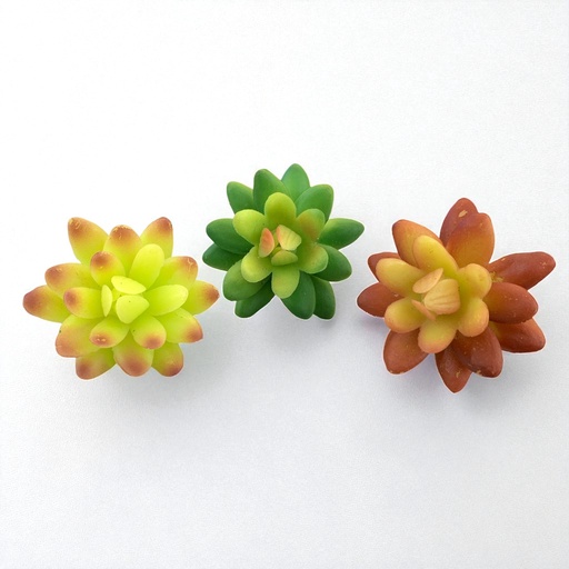 [WX07-10] SUCULENTAS Y CACTUS