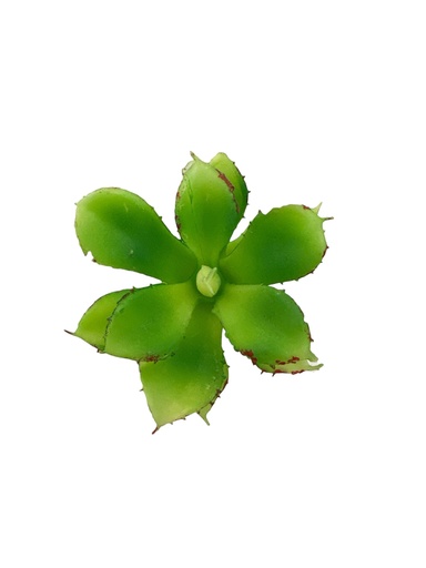 [WX07-18] SUCULENTAS Y CACTUS