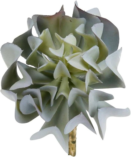 [WX07-03] SUCULENTAS Y CACTUS