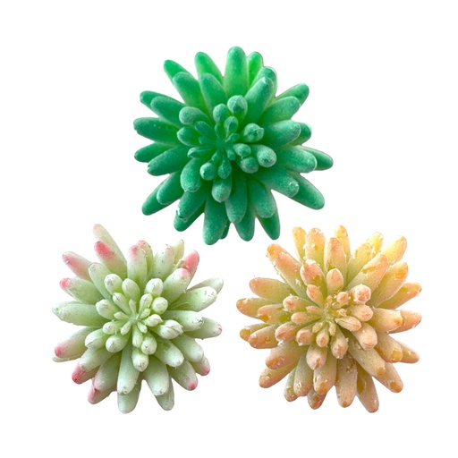 [WX07-01] SUCULENTAS Y CACTUS