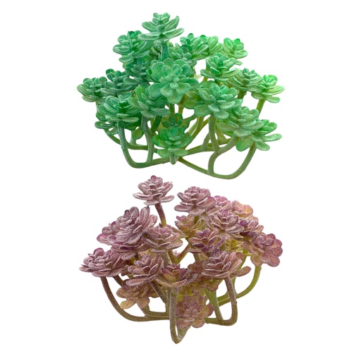 [WX070] SUCULENTAS Y CACTUS