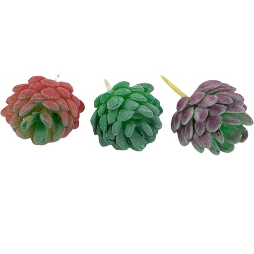 [WX07-11] SUCULENTAS Y CACTUS