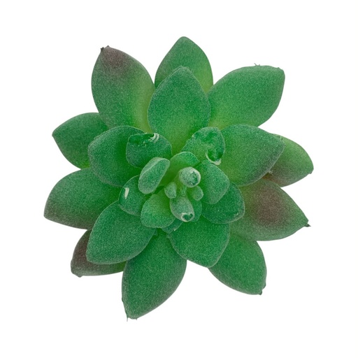 [WX07-05] SUCULENTAS Y CACTUS