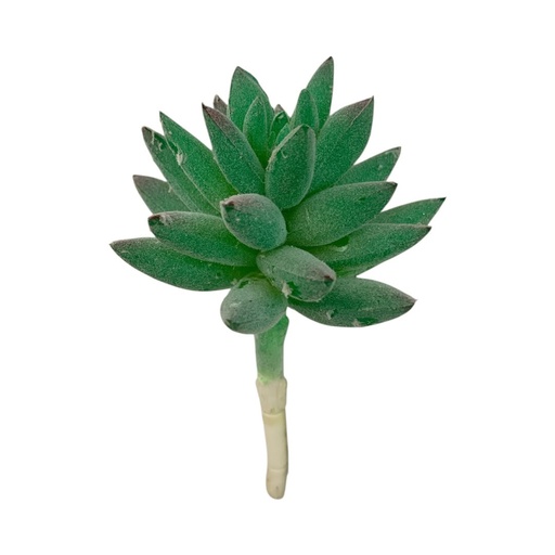 [WX07-13] SUCULENTAS Y CACTUS