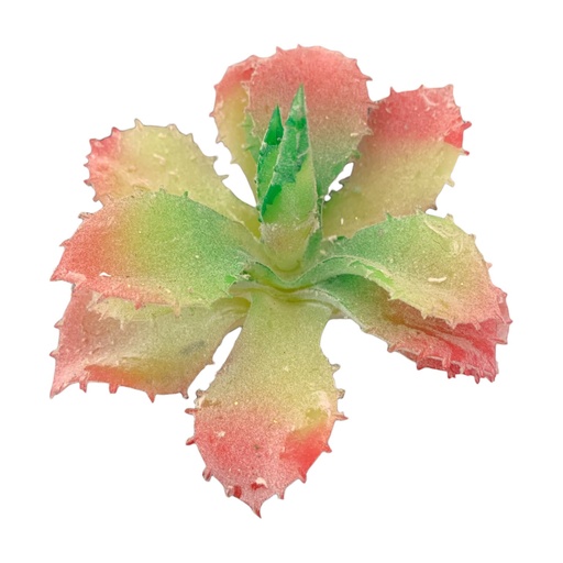 [WX07-14] SUCULENTAS Y CACTUS