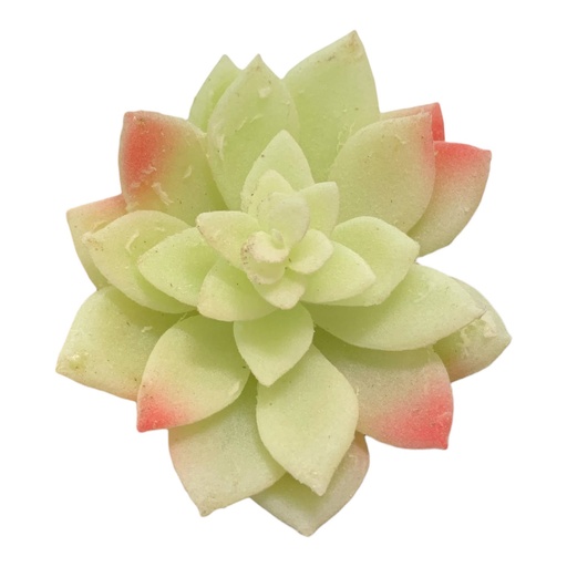 [WX07-19] SUCULENTAS Y CACTUS