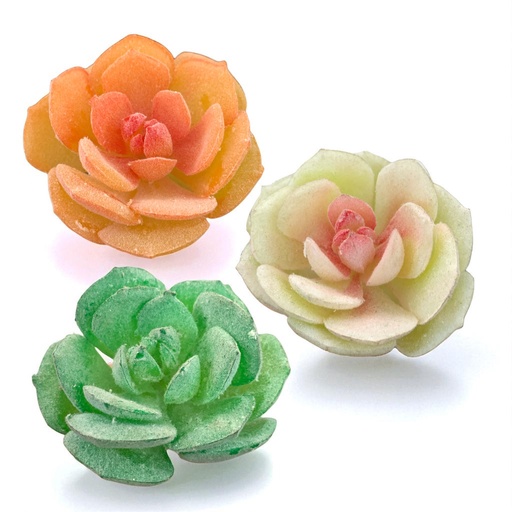 [WX07-12] SUCULENTAS Y CACTUS