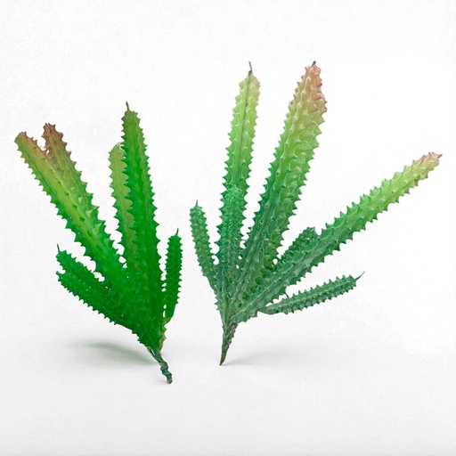[WX06-03] SUCULENTAS Y CACTUS 16X8CM