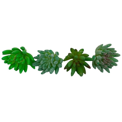 [WX06-04] SUCULENTAS Y CACTUS
