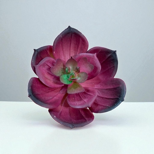 [WX06] SUCULENTAS Y CACTUS