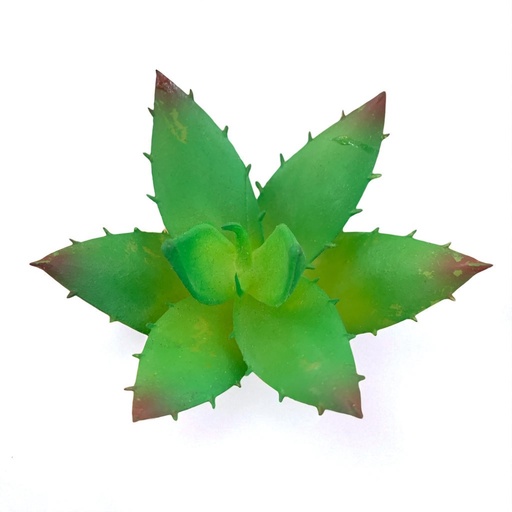 [WX06-06] SUCULENTAS Y CACTUS