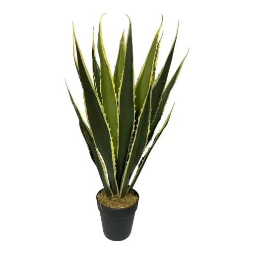 [23887] PLANTA YUCCA 70CM CON MACETA